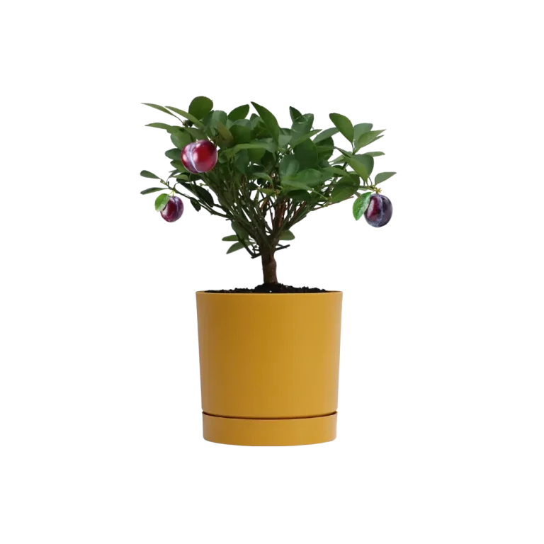 Hier wird ein eingepflanzter Baum gezeigt, der Früchte trägt.